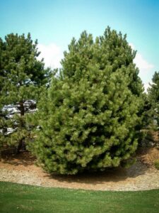 Сосна Чёрная (Pinus Nigra) купить по цене от 270.00р. в интернет-магазине «Посадика» с доставкой почтой в в Медногорске и по всей России – [изображение №1].