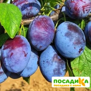 Слива Чачакская ранняя купить по цене от 229.00р. в интернет-магазине «Посадика» с доставкой почтой в в Медногорске и по всей России – [изображение №1].