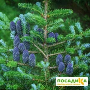 Пихта корейская (Abies koreana) купить по цене от 450.00р. в интернет-магазине «Посадика» с доставкой почтой в в Медногорске и по всей России – [изображение №1].