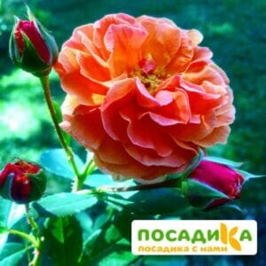 Роза Арабия купить по цене от 350.00р. в интернет-магазине «Посадика» с доставкой почтой в в Медногорске и по всей России – [изображение №1].