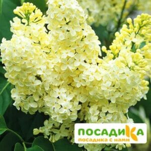 Сирень Примроуз (Primrose) купить по цене от 529.00р. в интернет-магазине «Посадика» с доставкой почтой в в Медногорске и по всей России – [изображение №1].