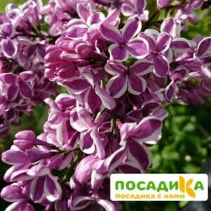 Сирень Сенсация купить по цене от 529.00р. в интернет-магазине «Посадика» с доставкой почтой в в Медногорске и по всей России – [изображение №1].