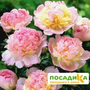 Пион Распберри Сандей (Paeonia Raspberry Sundae) купить по цене от 959р. в интернет-магазине «Посадика» с доставкой почтой в в Медногорске и по всей России – [изображение №1].