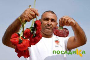 Клубника Гигант Джорнея купить по цене от 266р. в интернет-магазине «Посадика» с доставкой почтой в в Медногорске и по всей России – [изображение №1].