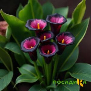 Калла Аура Лейс купить по цене от 400р. в интернет-магазине «Посадика» с доставкой почтой в в Медногорске и по всей России – [изображение №1].