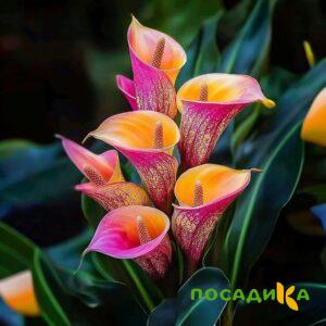 Калла Оникс купить по цене от 450р. в интернет-магазине «Посадика» с доставкой почтой в в Медногорске и по всей России – [изображение №1].