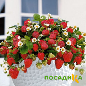 Клубника Рубиновый Шепот (горшечная) купить по цене от 240р. в интернет-магазине «Посадика» с доставкой почтой в в Медногорске и по всей России – [изображение №1].