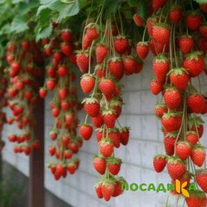 Клубника вьющаяся Комплимент купить по цене от 470р. в интернет-магазине «Посадика» с доставкой почтой в в Медногорске и по всей России – [изображение №1].
