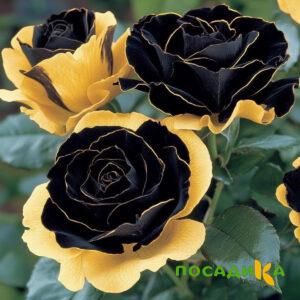 Роза Ханни Сикл купить по цене от 700р. в интернет-магазине «Посадика» с доставкой почтой в в Медногорске и по всей России – [изображение №1].