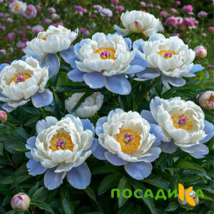 Пион акварельный Этюд купить по цене от 806р. в интернет-магазине «Посадика» с доставкой почтой в в Медногорске и по всей России – [изображение №1].