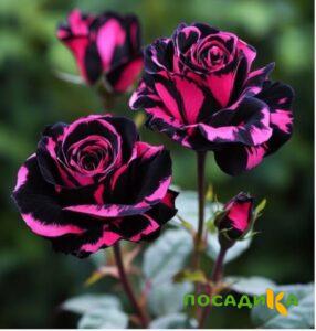 Роза Багровый Шепот купить по цене от 366р. в интернет-магазине «Посадика» с доставкой почтой в в Медногорске и по всей России – [изображение №1].