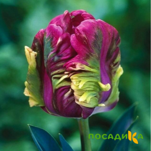 Тюльпан Экзотик Хэвен купить по цене от 186р. в интернет-магазине «Посадика» с доставкой почтой в в Медногорске и по всей России – [изображение №1].