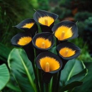 Калла Легато купить по цене от 620р. в интернет-магазине «Посадика» с доставкой почтой в в Медногорске и по всей России – [изображение №1].