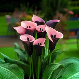 Калла Энигма купить по цене от 291р. в интернет-магазине «Посадика» с доставкой почтой в в Медногорске и по всей России – [изображение №1].