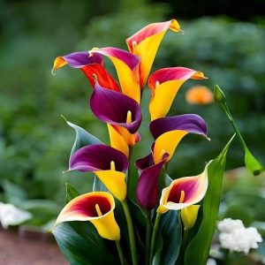 Калла Кристалл купить по цене от 450р. в интернет-магазине «Посадика» с доставкой почтой в в Медногорске и по всей России – [изображение №1].