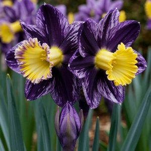 Нарцисс Акропоис купить по цене от 382р. в интернет-магазине «Посадика» с доставкой почтой в в Медногорске и по всей России – [изображение №1].