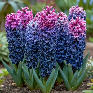 Гиацинт Блю Спринг купить по цене от 2099р. в интернет-магазине «Посадика» с доставкой почтой в в Медногорске и по всей России – [изображение №1].