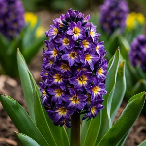 Гиацинт Вельвет Колор купить по цене от 2099р. в интернет-магазине «Посадика» с доставкой почтой в в Медногорске и по всей России – [изображение №1].