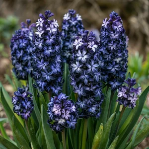 Гиацинт Блум Клауд купить по цене от 2099р. в интернет-магазине «Посадика» с доставкой почтой в в Медногорске и по всей России – [изображение №1].