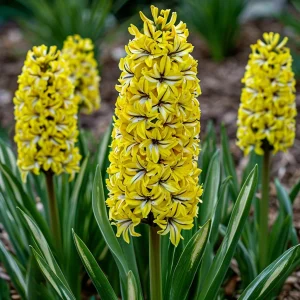 Гиацинт Сансет Голд купить по цене от 2099р. в интернет-магазине «Посадика» с доставкой почтой в в Медногорске и по всей России – [изображение №1].