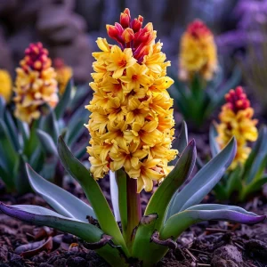 Гиацинт Миднайт Мистери купить по цене от 2099р. в интернет-магазине «Посадика» с доставкой почтой в в Медногорске и по всей России – [изображение №1].